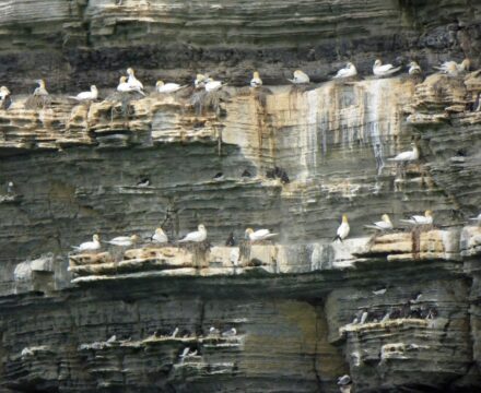 Trinovante-Bird-Cliffs-Westray-Orkney